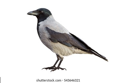 Crow isolated on white.