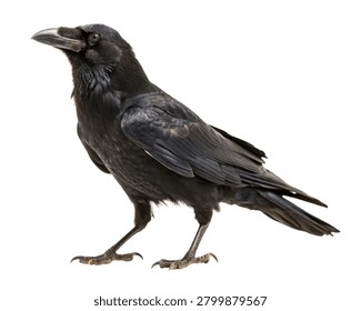 Crow Looking Confidently into Camera with Glossy Feathers, Ultra-Realistic, Isolated on White Background.