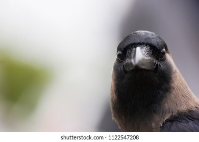camera crow