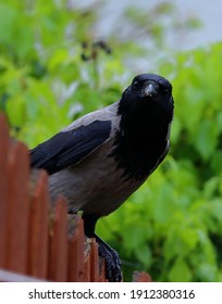 Crow Looking At Me Over My Garden Fence