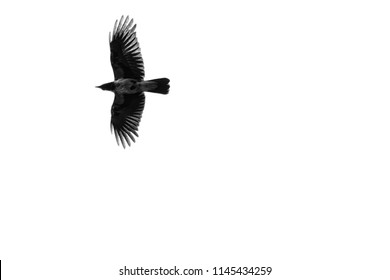 Crow, Mid Flight, Frow Below, Wings Spread, Black And White