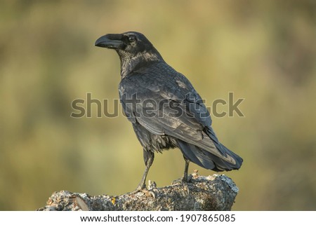 crow, the most intelligent bird, perched on a branch
