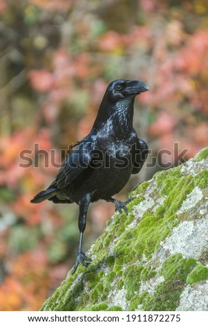 crow, the most intelligent bird, perched on a branch