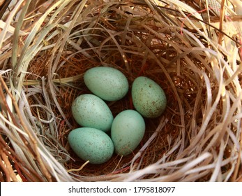 Crow nest with green eggs
