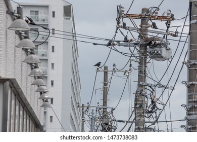 a crow and a nest on utility pole in Japan