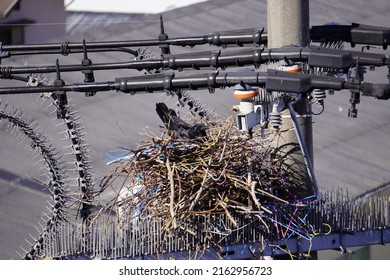 A crow nesting on a branch on a telephone pole's bird repellent