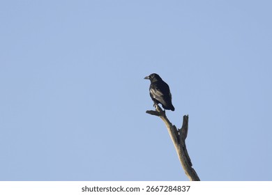 Crow on a bare tree, crow on a dead tree, bright blue sky, black raven on a high branch, dark bird blue sky, Corvus