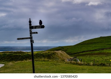 Crow On The Cliffs Of Moher Sign