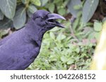 crow on the grass
