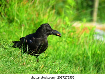 crow on the grass, crow Crow eating food. bird crow.                               