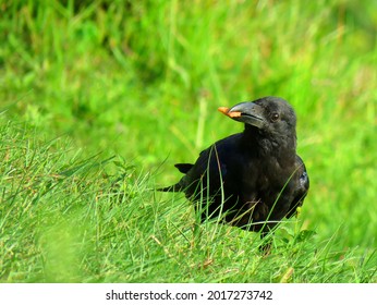 crow on the grass, crow Crow eating food. bird crow.