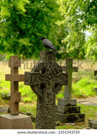 crow on the grave headstone