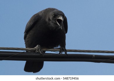 Crow On Guard
