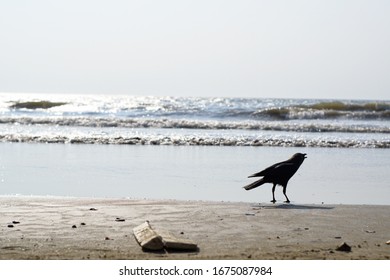 crow on juhu beach in Mumbai with sea as background  - Shutterstock ID 1675087984