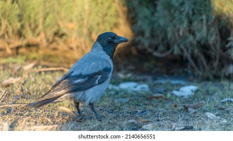 Crow on the lawn in a city park. A hooded crow foraging in a park in the town at spring. Ornitology concepts. Space for text.
