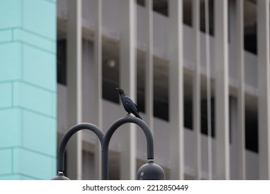 Crow On A Light Post In Front Of A New Building