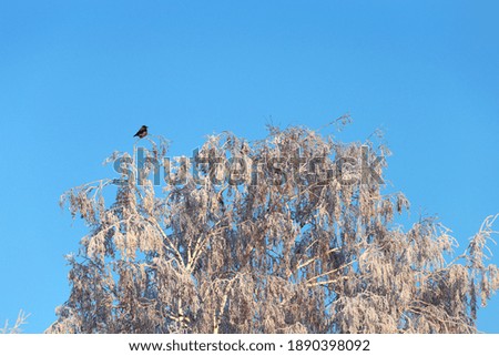 Similar – Image, Stock Photo Ice Bird Crow Tree Winter