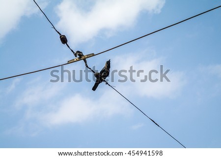 crow on tram cables