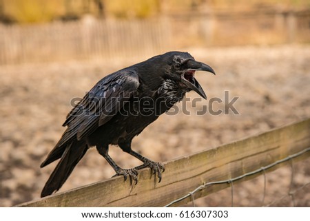crow with opened pecker sitting on a wooden fence
