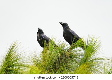 Crow, A Pair Of A Black Crows In Pine Tree, Blackbird On Tree