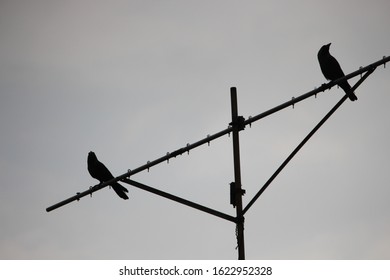 A Crow Pair Sits On The Antenna,salem,india