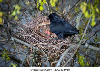 Crow parents feeding young baby crows, hatchlings, koels, cuckoos, in the nest