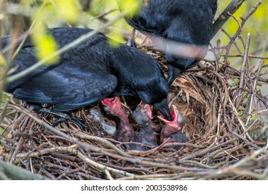 Crow parents feeding young baby crows, hatchlings, koels, cuckoos, in the nest
