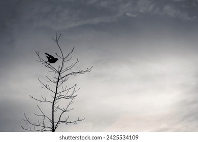 Crow perched up high in a leafless winter tree, stormy sky in the background as the sun is setting
 - Powered by Shutterstock