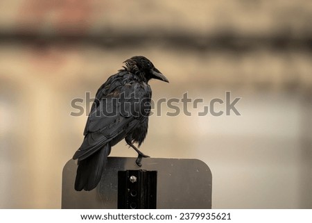 Crow perched on city street sign