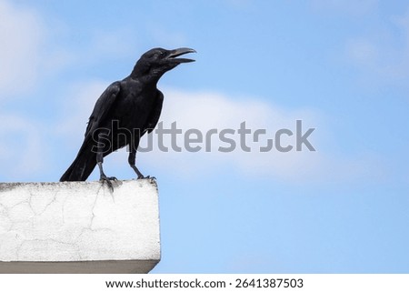 Crow perched on rooftop wall against blue sky. Intelligent bird, smart animal, wildlife photography, nature.