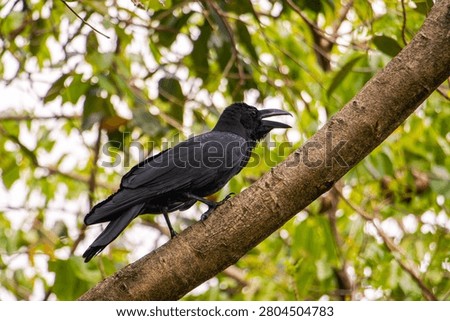 A crow perches on a tree.