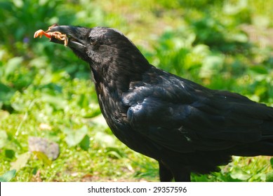 crow with prey