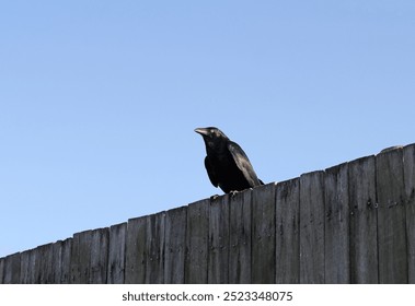 Crow raven bird sitting on a wooden fence against a blue sky background - Powered by Shutterstock