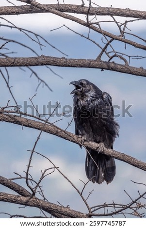 A crow, raven, perching on a leafless branch, damaged by fire, with an open sky in the background.