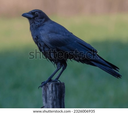 Crow resting on a fence post 