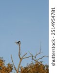 Crow searched on highest branch of tree against blue sky