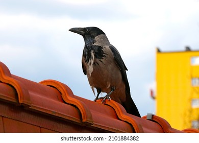 A crow sits on the roof of the house. A sunny day