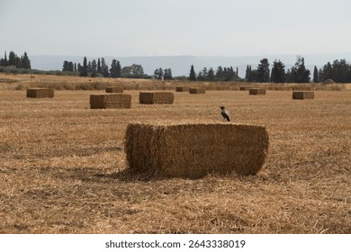 A crow sits on a stack of straw in a mown field
