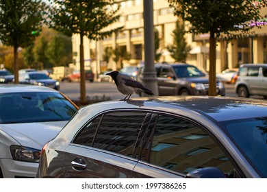 The Crow Is Sitting In The Car. City Birds Live Among People. Animals Spoil Cars And Prevent People From Living. There Is No Nature For Birds. High Quality Photo