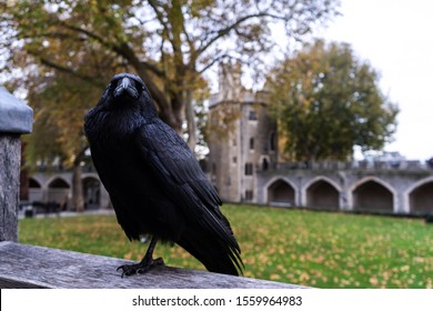 Crow Sitting In Famous Tower Of London. Tourist Attraction Now Protecting The British Crown Jewels. Historic Royal Place. Traditional With Ravens