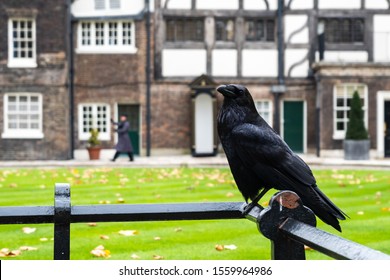 Crow Sitting In Famous Tower Of London. Tourist Attraction Now Protecting The British Crown Jewels. Historic Royal Place. Traditional With Ravens