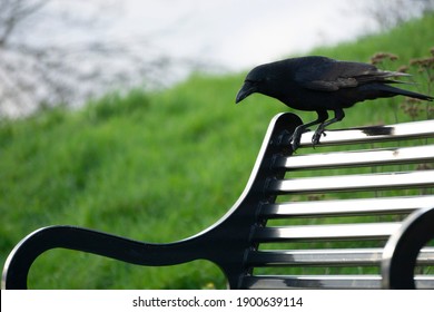 Crow Sitting On A Black Metal Bench