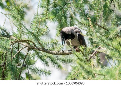 274 Crow looking down Stock Photos, Images & Photography | Shutterstock