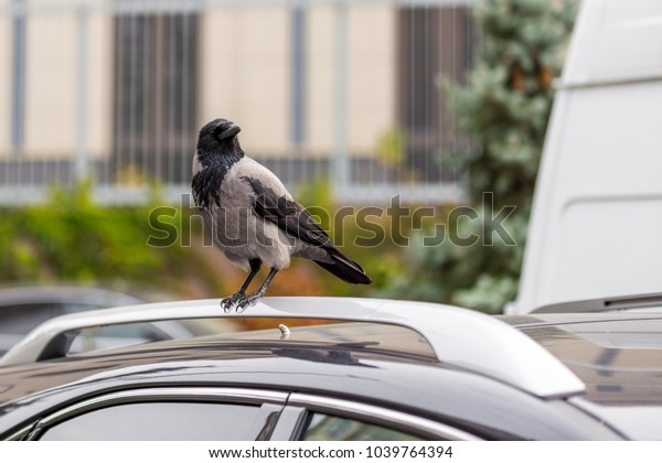 Crow sitting on\
car rooftop. Birds droppings on car. Outdoor parking. Paint and\
lacquer damage. Carwash\
concept