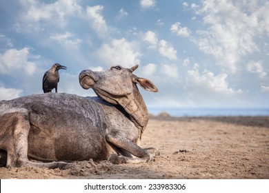 Crow Sitting On The Cow At The Beach In India