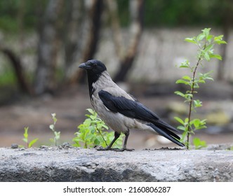 18,632 Crow sitting Images, Stock Photos & Vectors | Shutterstock