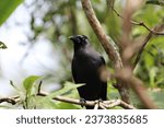 Crow Sitting on the Tree