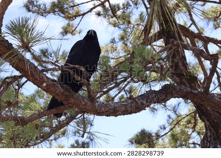 crow sitting on a tree