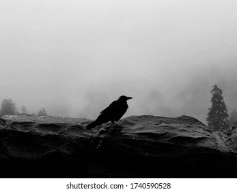 Crow Sitting On Wall In Great Smokey Mountains. Tennessee.