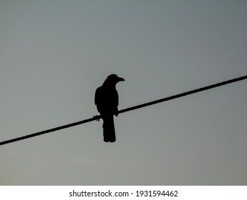 2,660 Crows on wire Images, Stock Photos & Vectors | Shutterstock